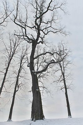 Quercus robur - dub letní - zimní habitus (6) 2
